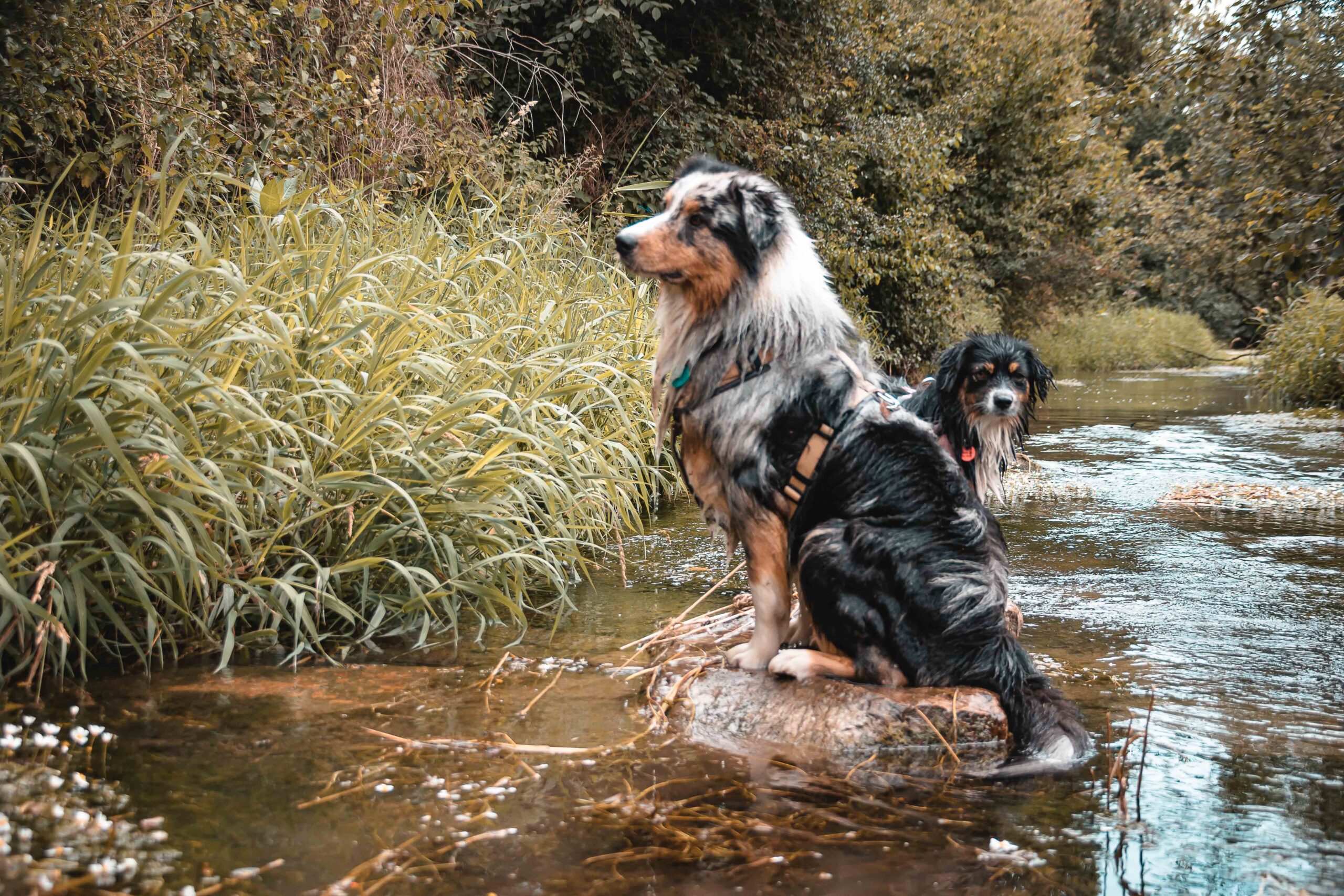 Hundefotograf Wasser