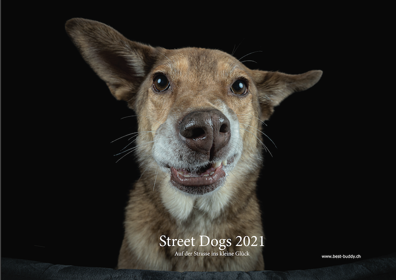 Wandkalender Streetdogs