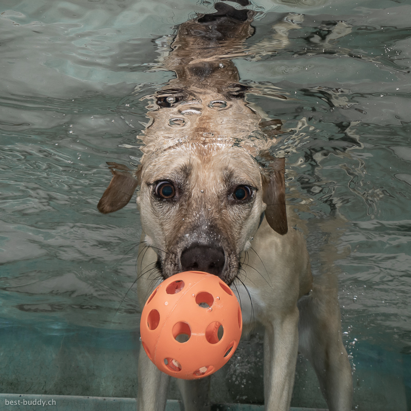Unterwasserfoto Hund